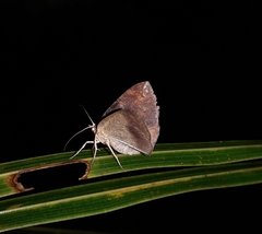 Lepidoptera