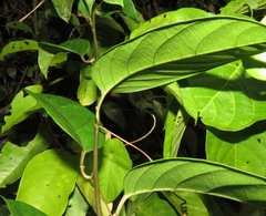 Passiflora riparia