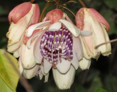 Passiflora riparia