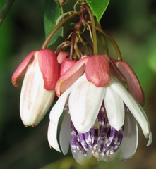 Passiflora riparia