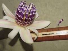 Passiflora riparia
