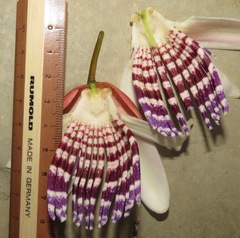Passiflora riparia