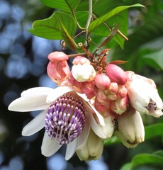 Passiflora riparia