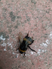 Bombus