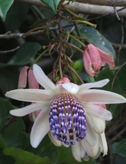 Passiflora riparia
