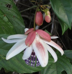 Passiflora riparia