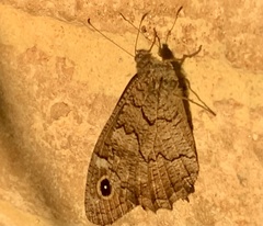 Hipparchia fatua