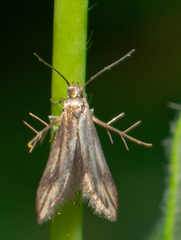Schreckensteinioidea
