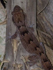 Tarentola senegambiae