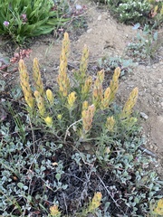 Castilleja arachnoidea