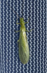 Alloperla