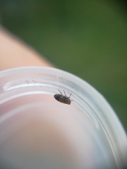 Kosswigianella spinosa