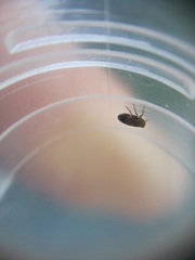 Kosswigianella spinosa