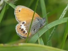 Coenonympha gardetta darwiniana
