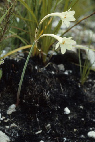 Cyrtanthus leucanthus