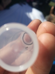 Kosswigianella spinosa