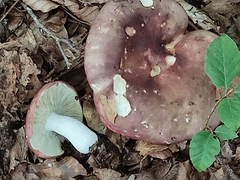 Russula romellii