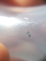 Kosswigianella spinosa