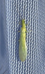 Alloperla