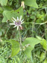 Image of Passiflora sexflora