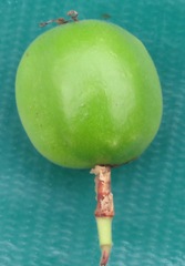 Passiflora vespertilio