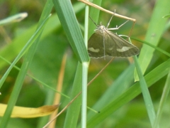 Udea alpinalis
