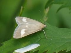 Udea alpinalis