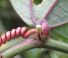 Passiflora vespertilio