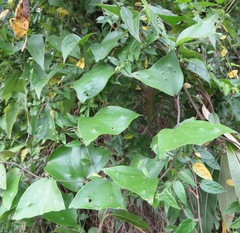 Passiflora vespertilio