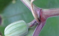 Passiflora vespertilio