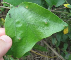 Passiflora vespertilio