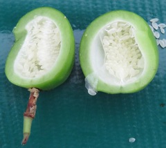 Passiflora vespertilio