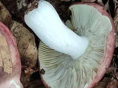 Russula romellii