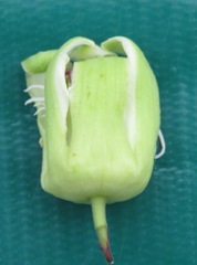 Passiflora vespertilio