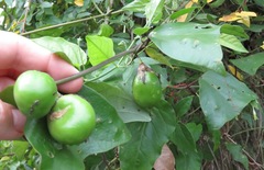 Passiflora vespertilio