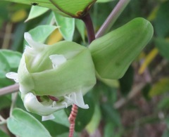 Passiflora vespertilio