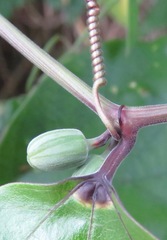 Passiflora vespertilio