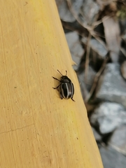 Leptinotarsa tlascalana