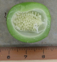 Passiflora vespertilio