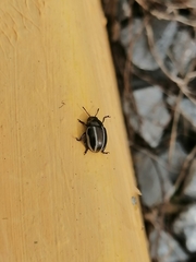 Leptinotarsa tlascalana