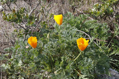 Eschscholzia californica californica