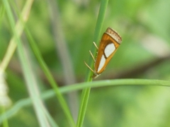 Catoptria conchella