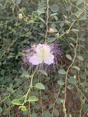 Capparis spinosa