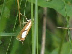 Catoptria conchella