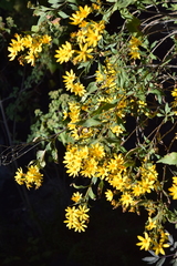 Coreopsis petrophiloides