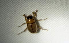 Cyclocephala borealis