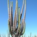 Mexican Giant Cactus - Photo (c) Mark Fishbein, some rights reserved (CC BY-NC), uploaded by Mark Fishbein