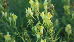 Linaria vulgaris