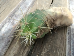 Echinocereus cinerascens