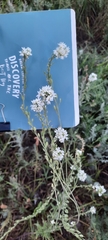 Berteroa incana